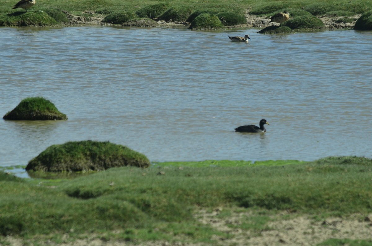 Horned Coot - ML631028268