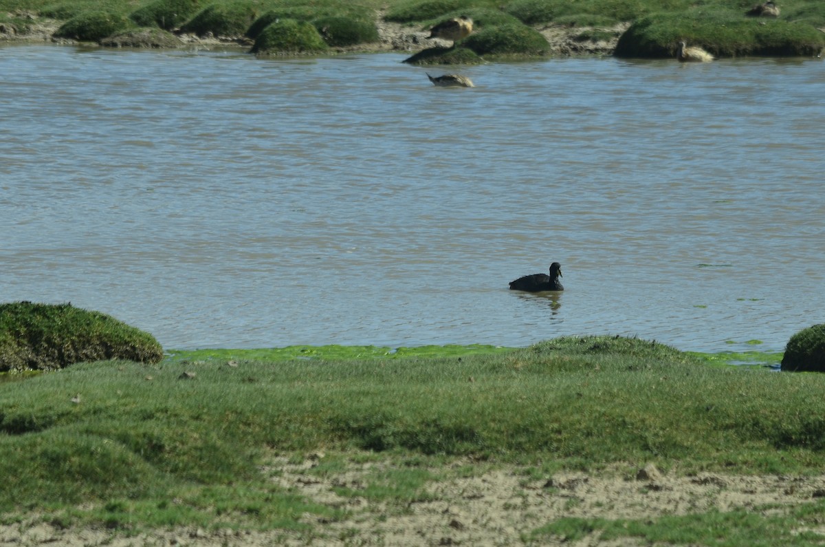 Horned Coot - ML631028269