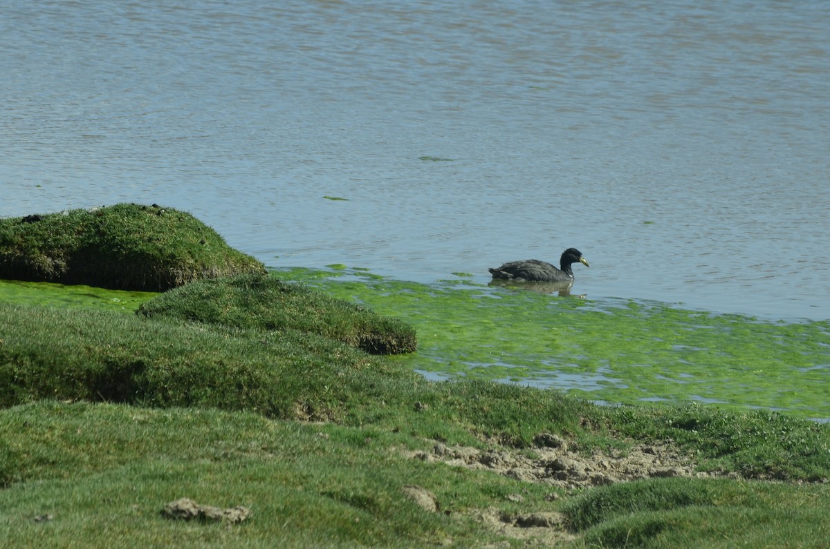 Horned Coot - ML631028270