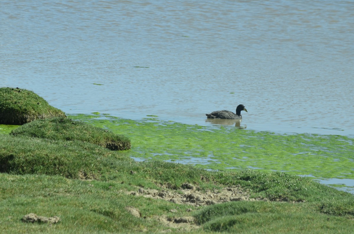 Horned Coot - ML631028271