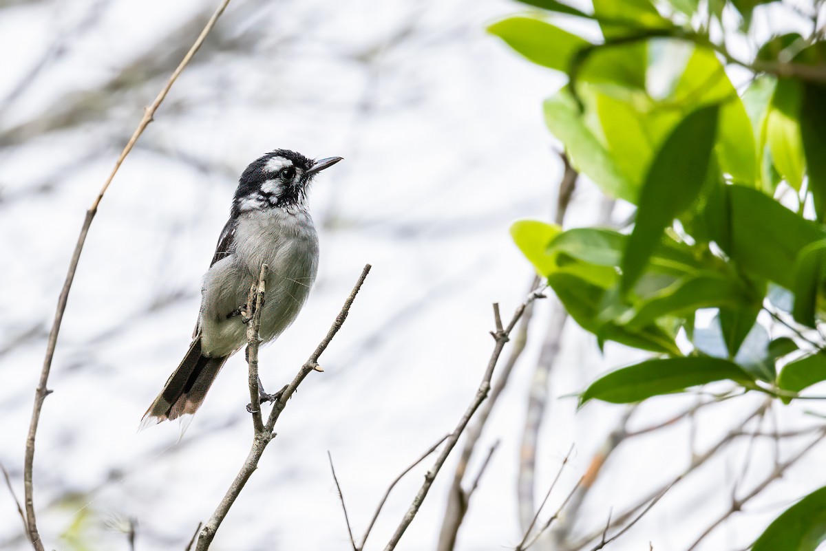 White-eared Monarch - ML631028272