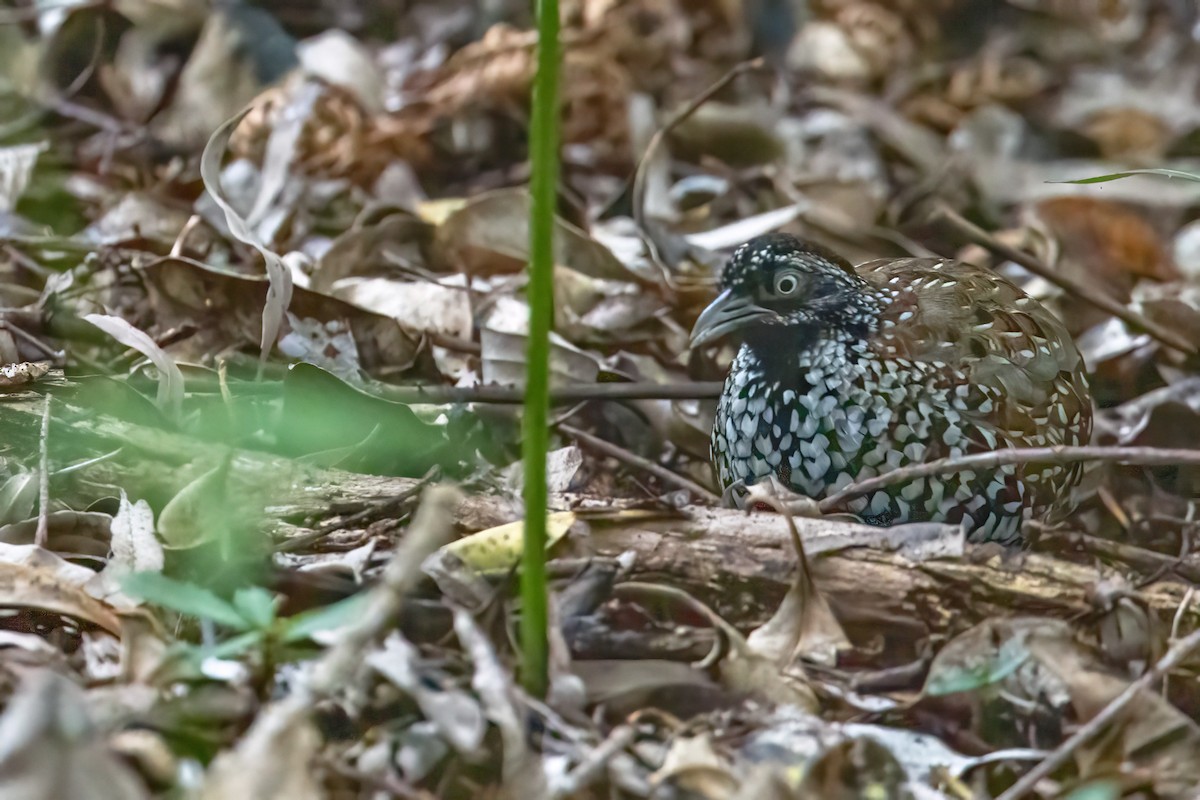 Black-breasted Buttonquail - ML631028291