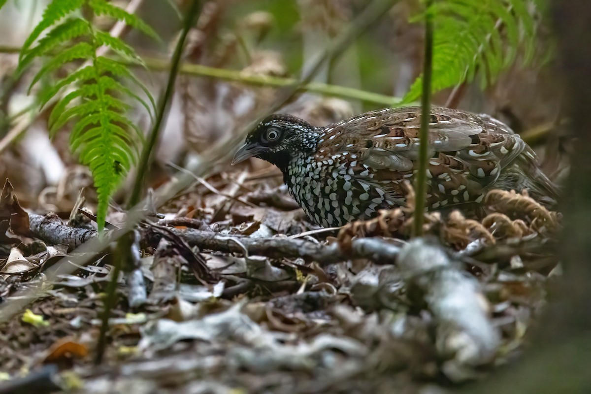 Black-breasted Buttonquail - ML631028292