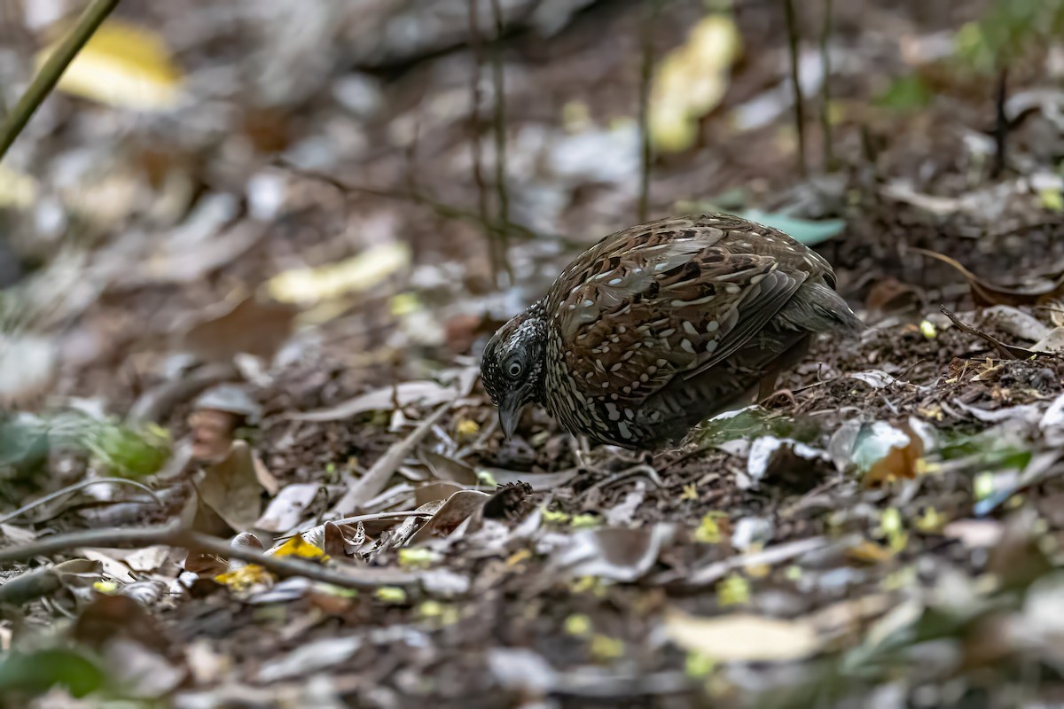 Black-breasted Buttonquail - ML631028293