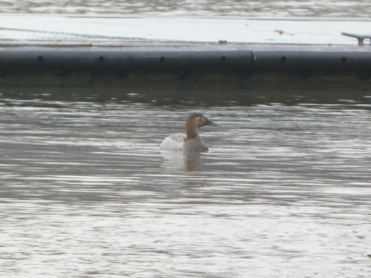 Canvasback - ML631028344