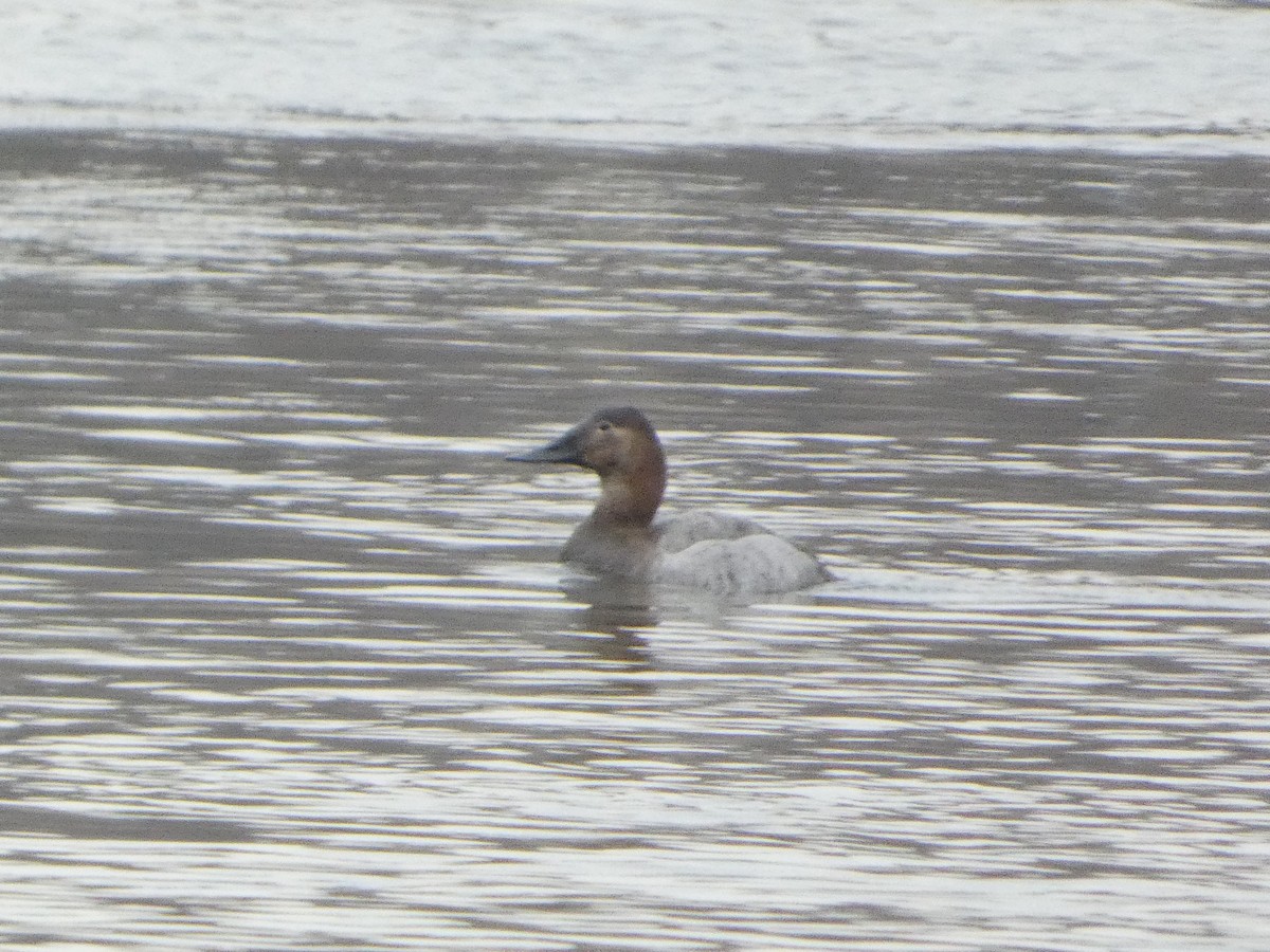 Canvasback - ML631028345