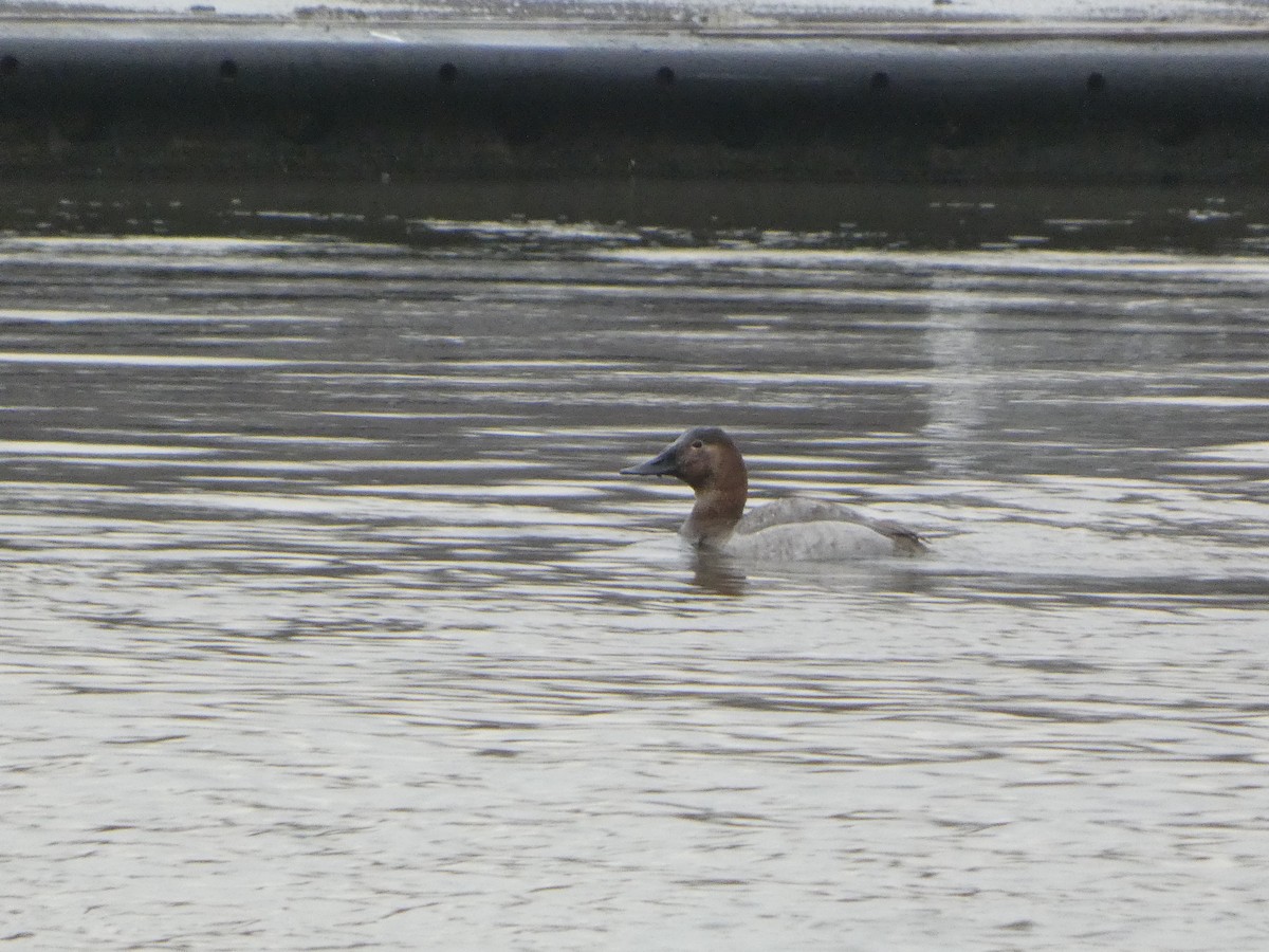 Canvasback - ML631028346