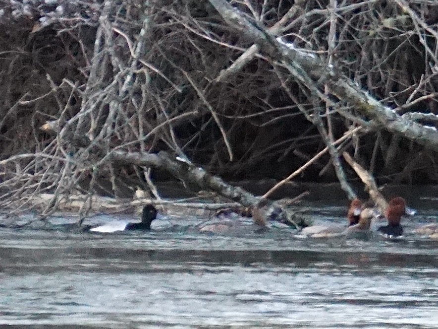 Lesser Scaup - ML631028645