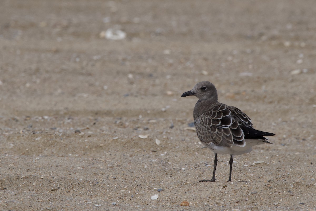 Laughing Gull - ML631028670