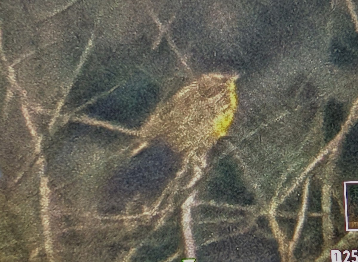 Wiesenstärling - ML631028682