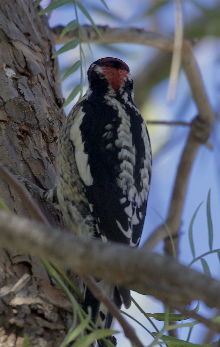 Sphyrapicus sp. - ML631028769