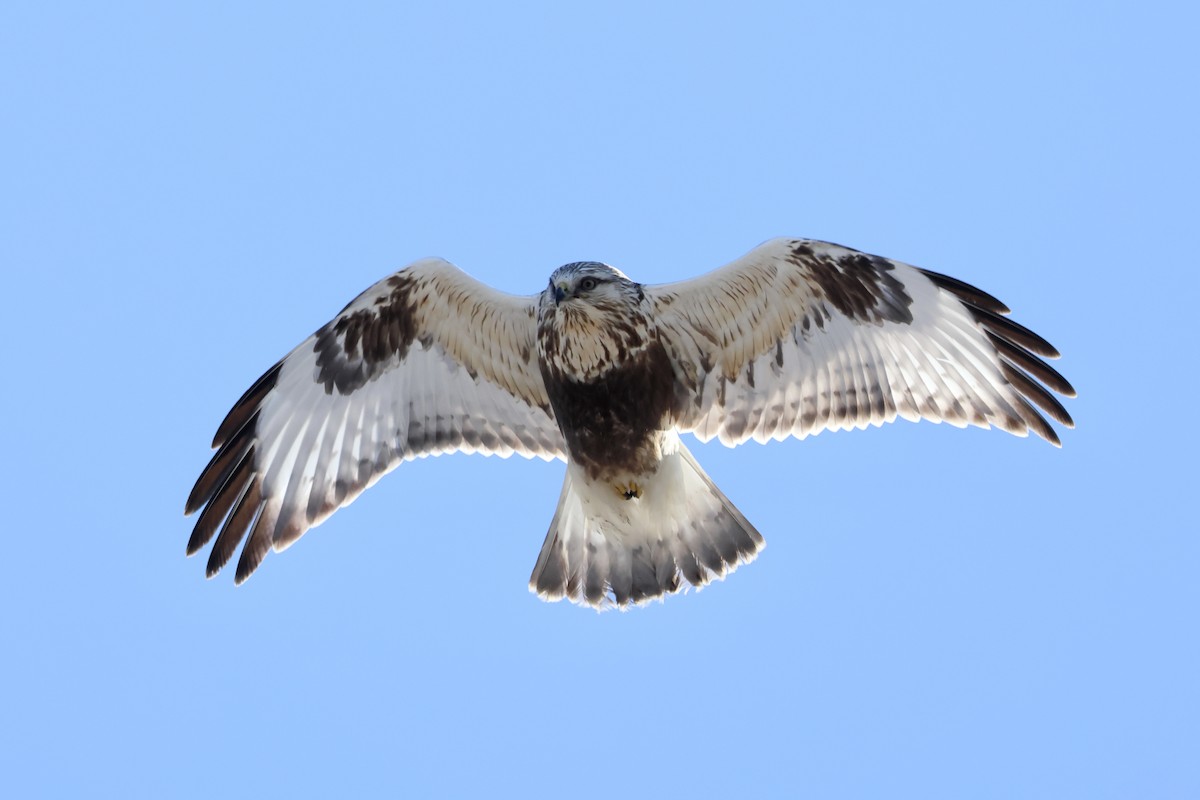 Тарлан сар - ML631028926