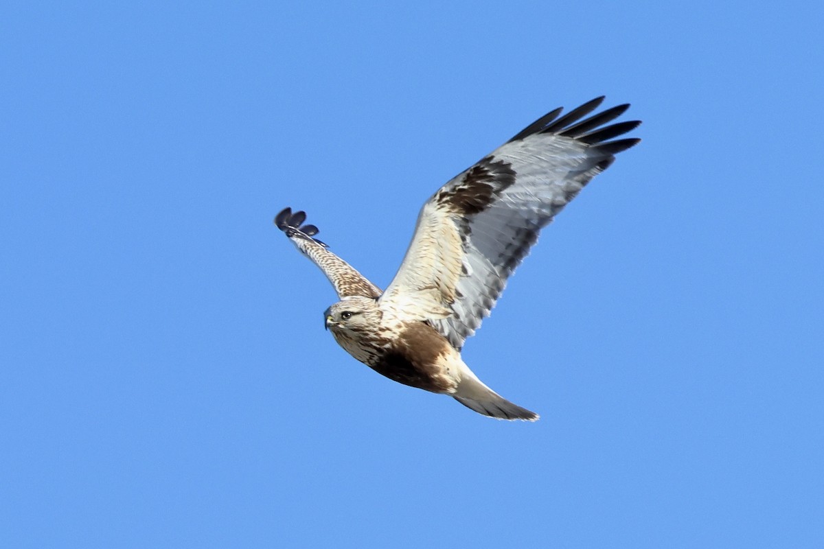 Тарлан сар - ML631028930