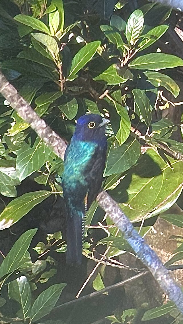 amazontrogon - ML631028979