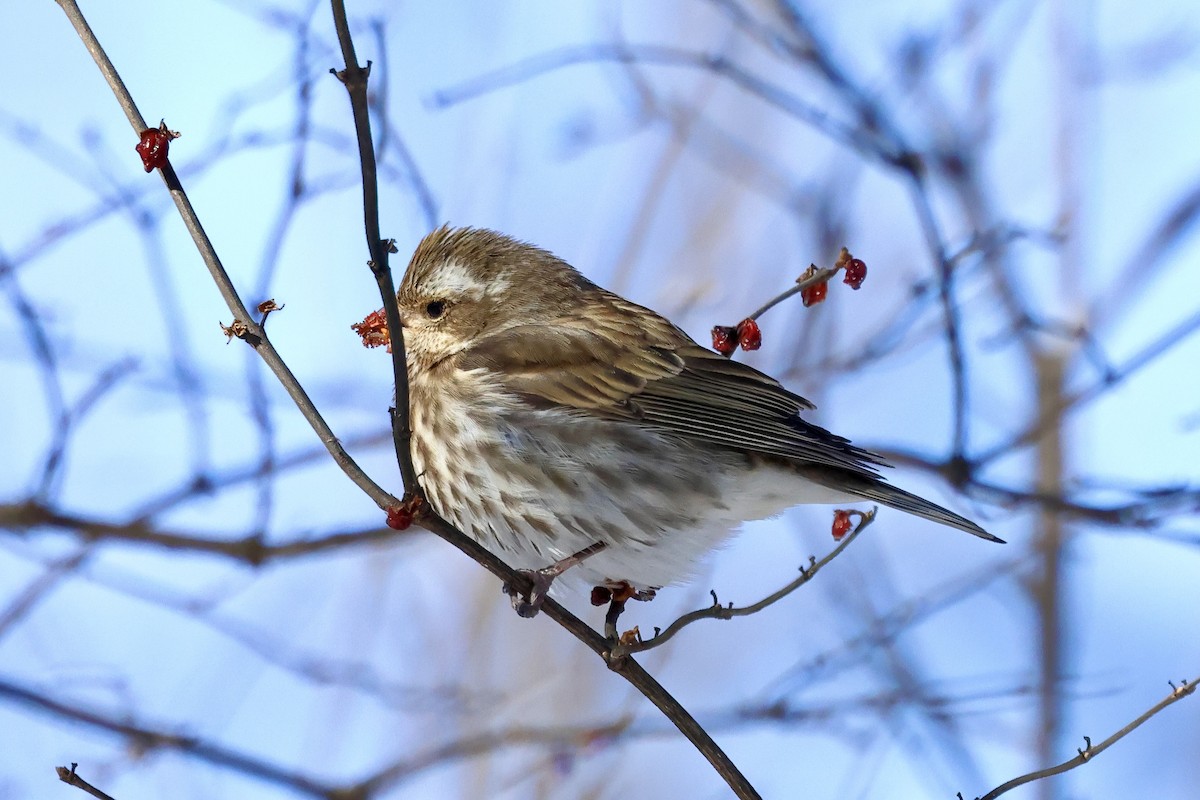 Purple Finch - ML631028982