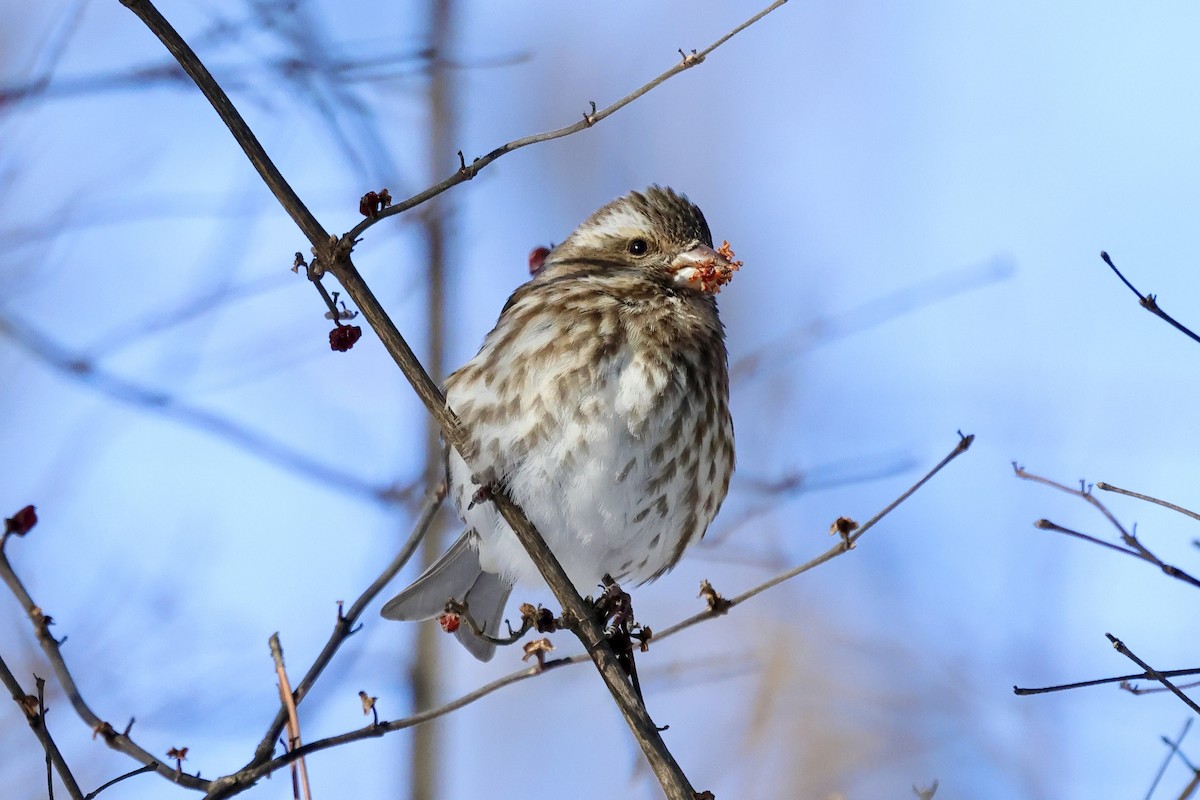 Purple Finch - ML631028992