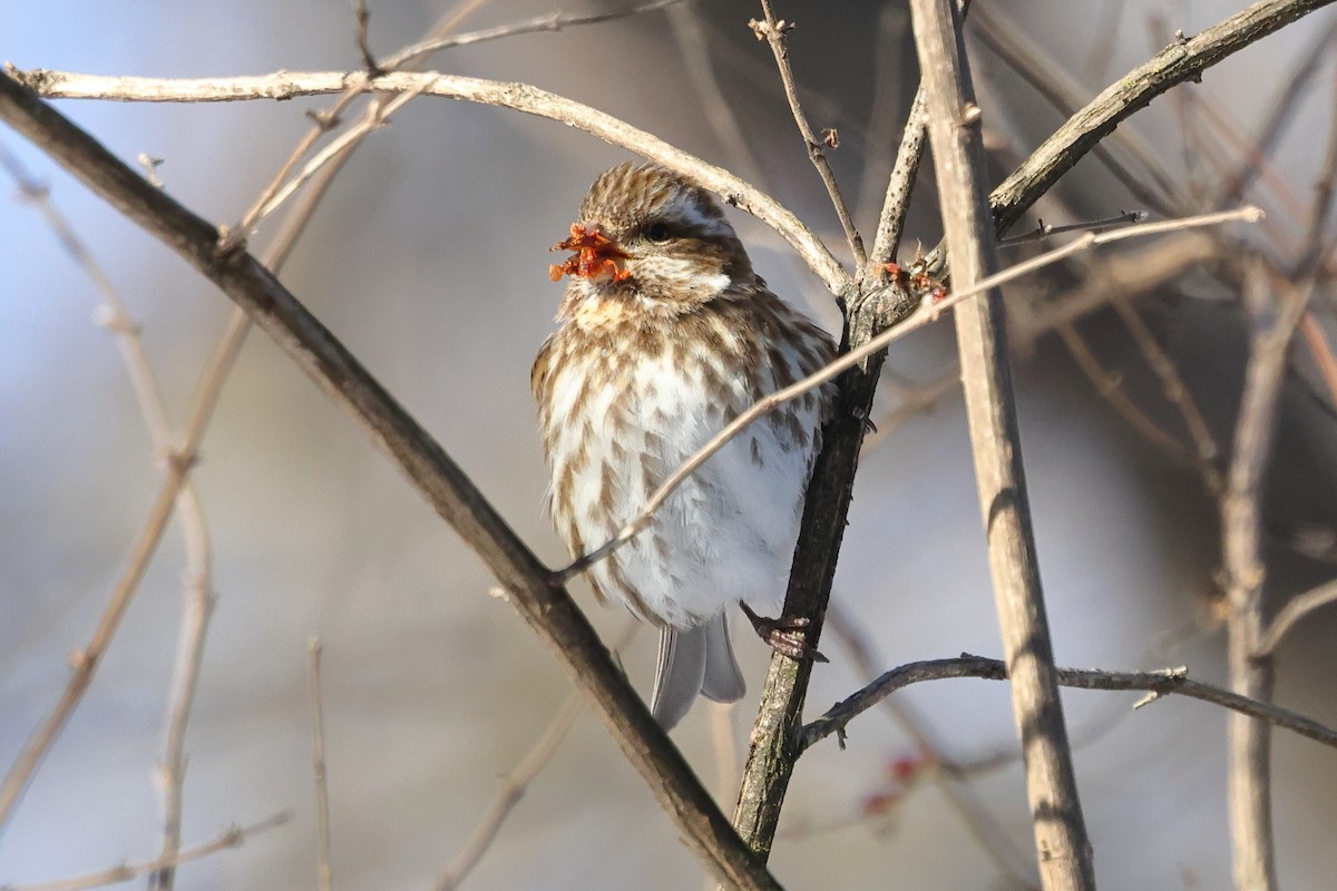 Purple Finch - ML631029002