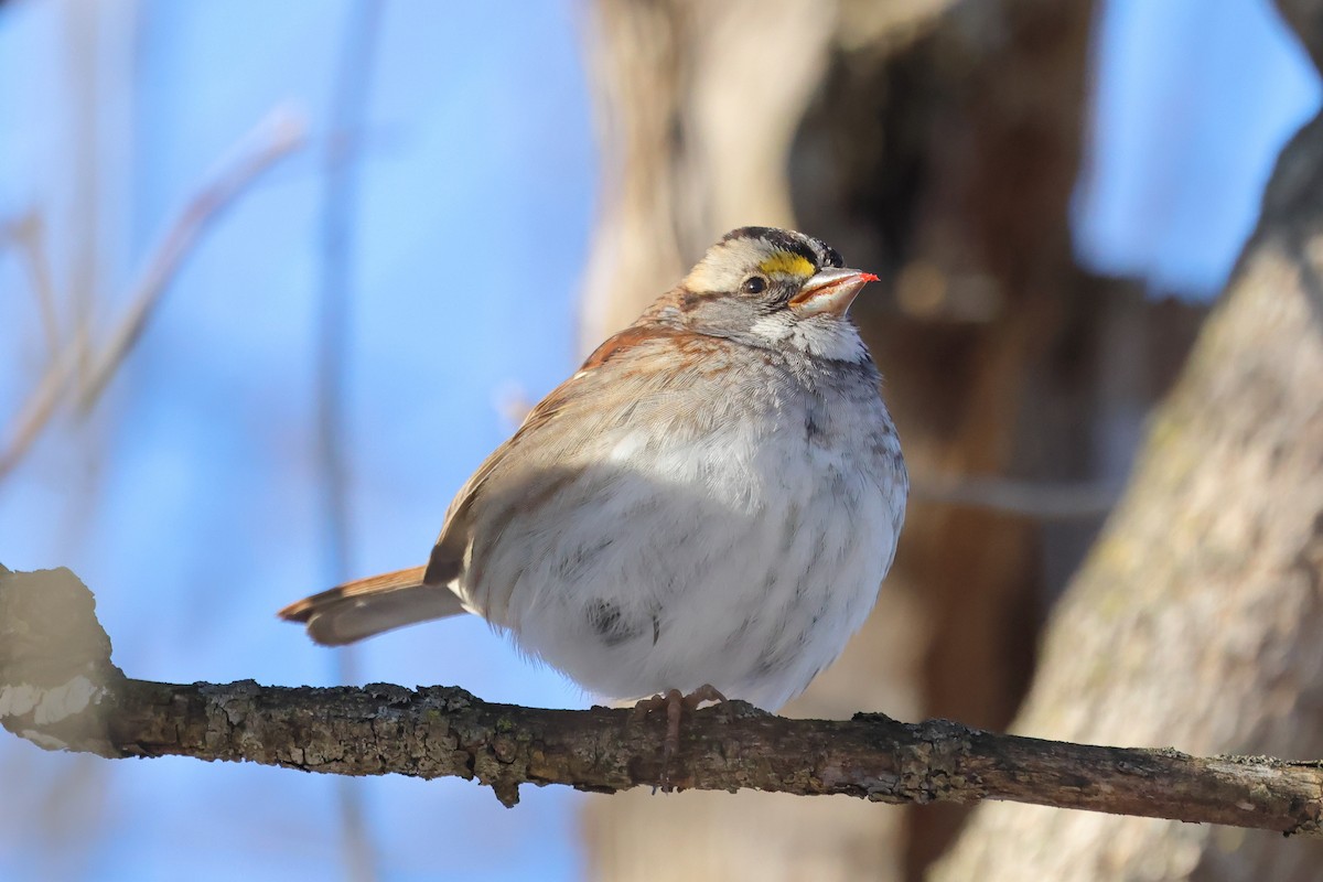 White-throated Sparrow - ML631029033