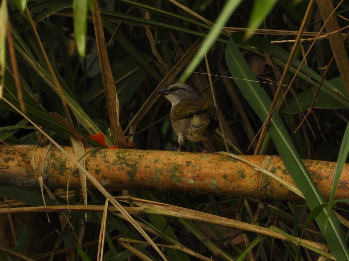 Black-striped Sparrow - ML631029035