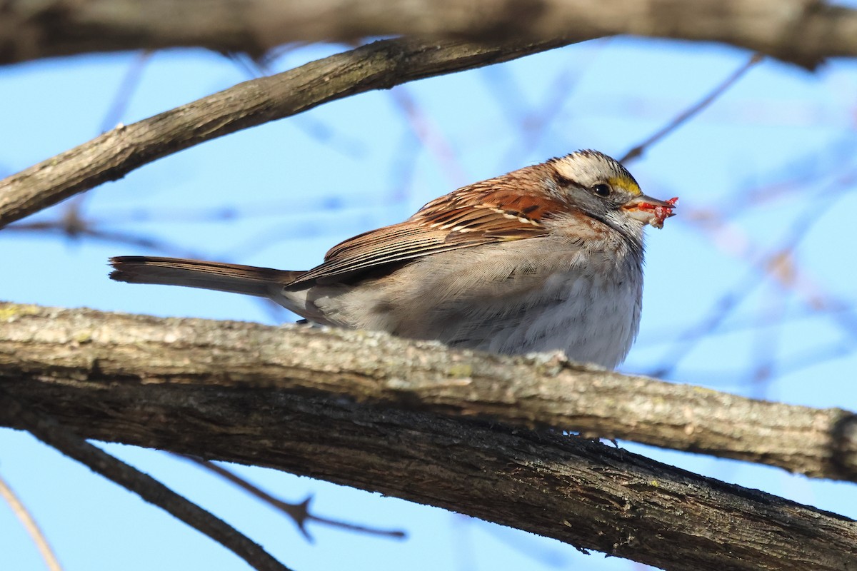 White-throated Sparrow - ML631029048