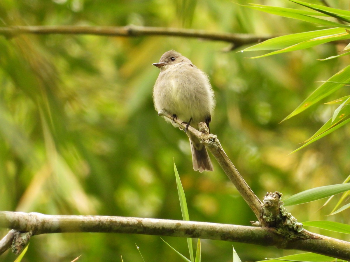 Eastern Wood-Pewee - ML631029179