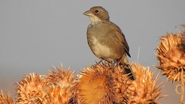Diuca Finch - ML631029303