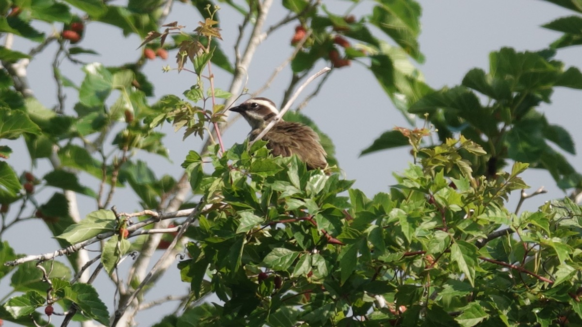 Piratic Flycatcher - ML631029362