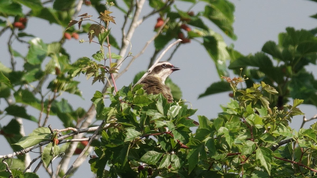 Piratic Flycatcher - ML631029363
