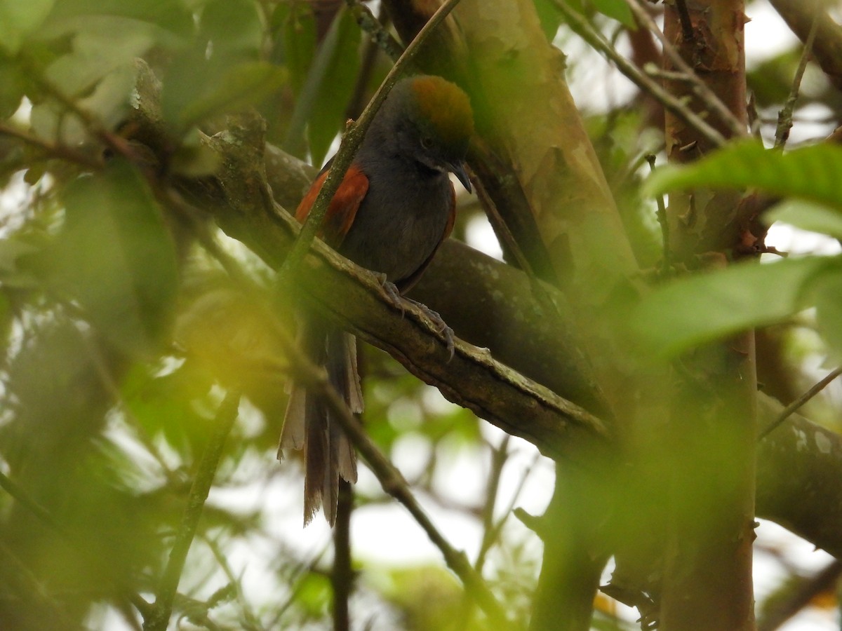 Slaty Spinetail - ML631029364