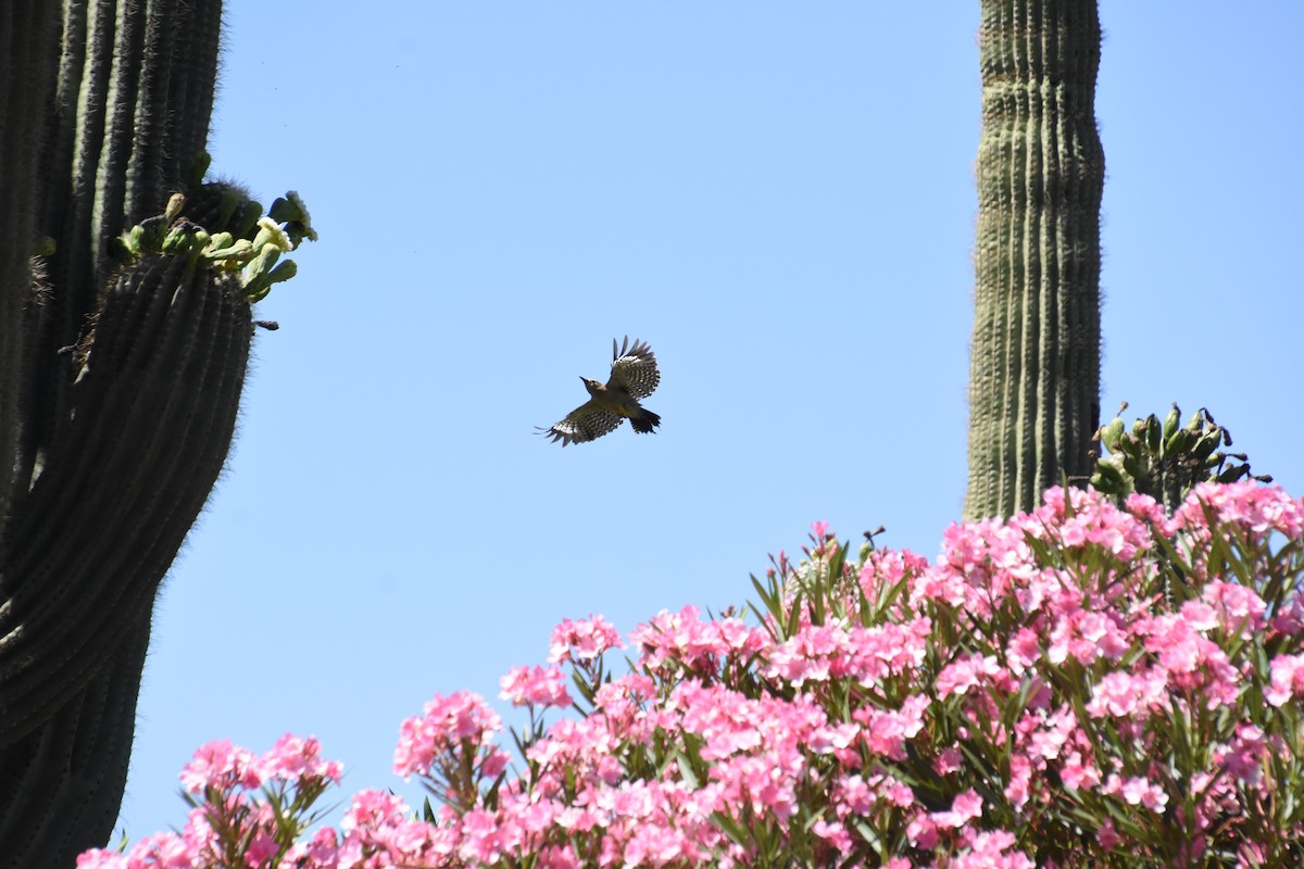 Ladder-backed Woodpecker - ML631029394