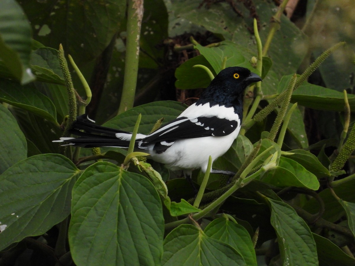 Magpie Tanager - ML631029417