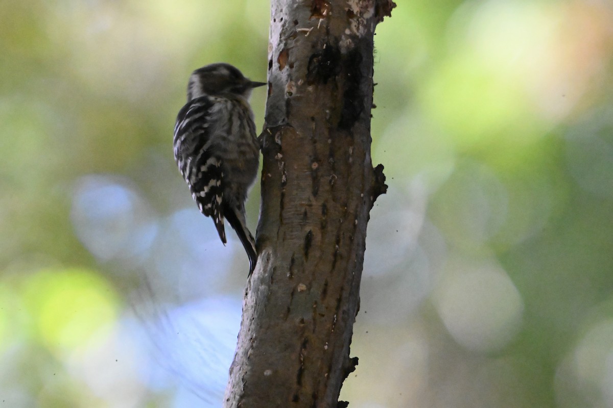 Japanese Pygmy Woodpecker - ML631029478