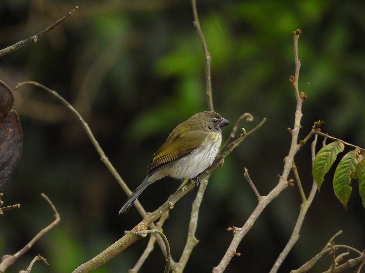 Streaked Saltator - ML631029480