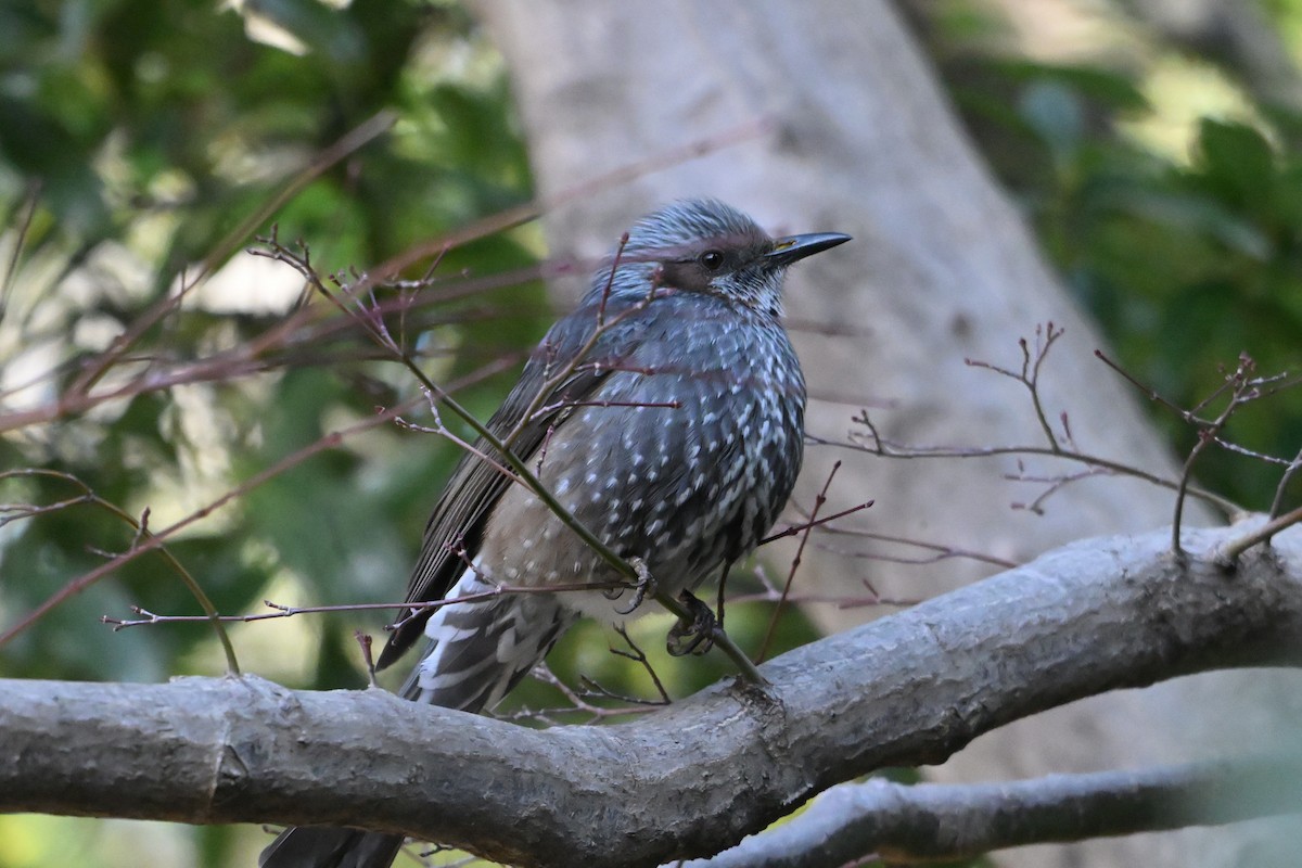 Brown-eared Bulbul - ML631029483