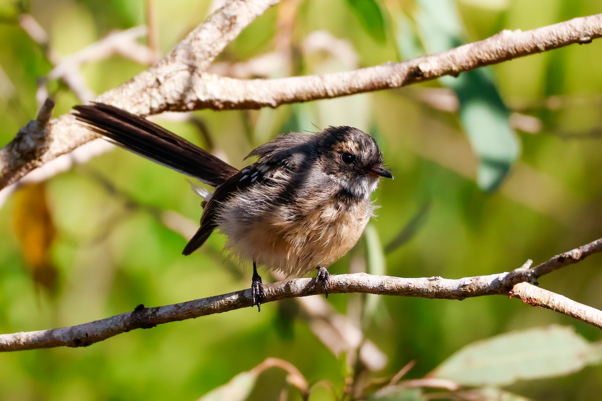 Gray Fantail - ML631029755