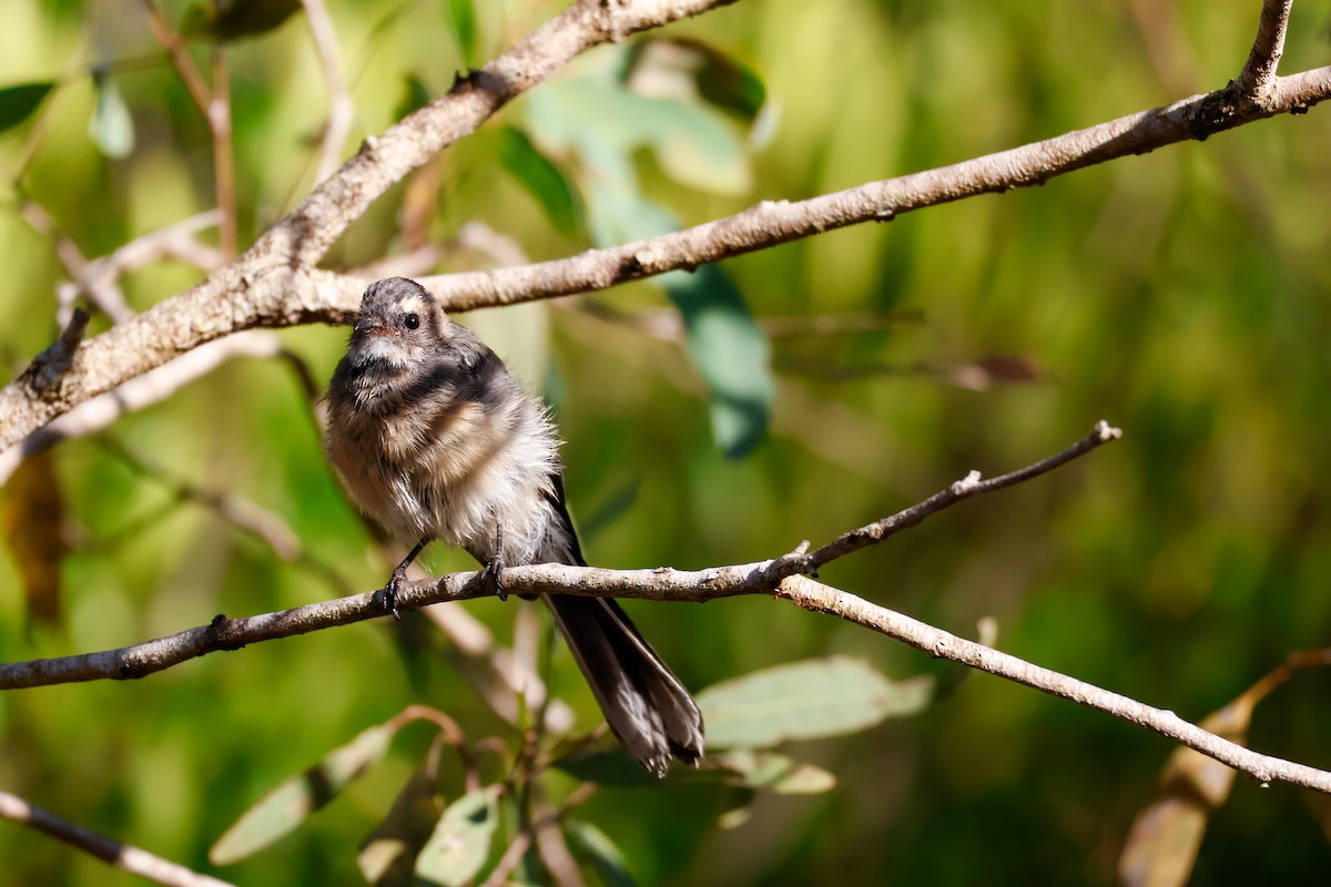 Gray Fantail - ML631029756