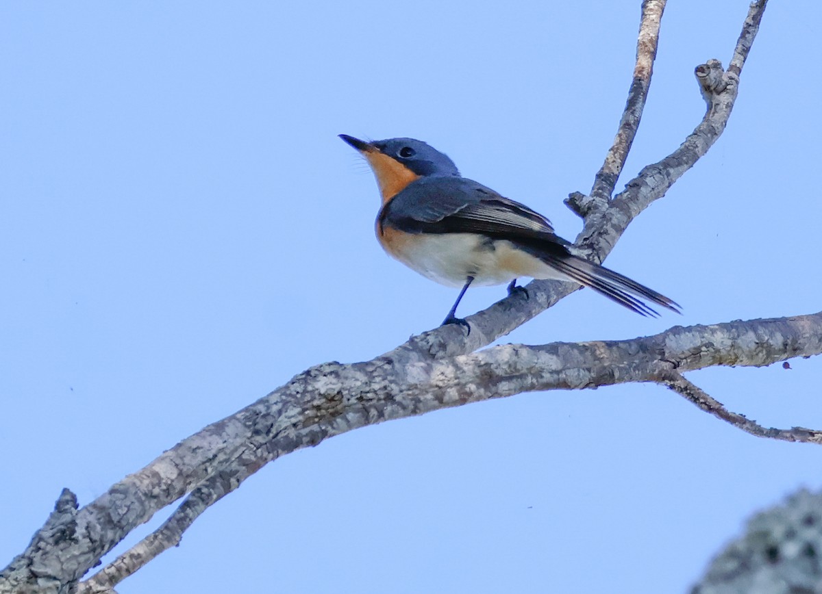 Leaden Flycatcher - ML631029771