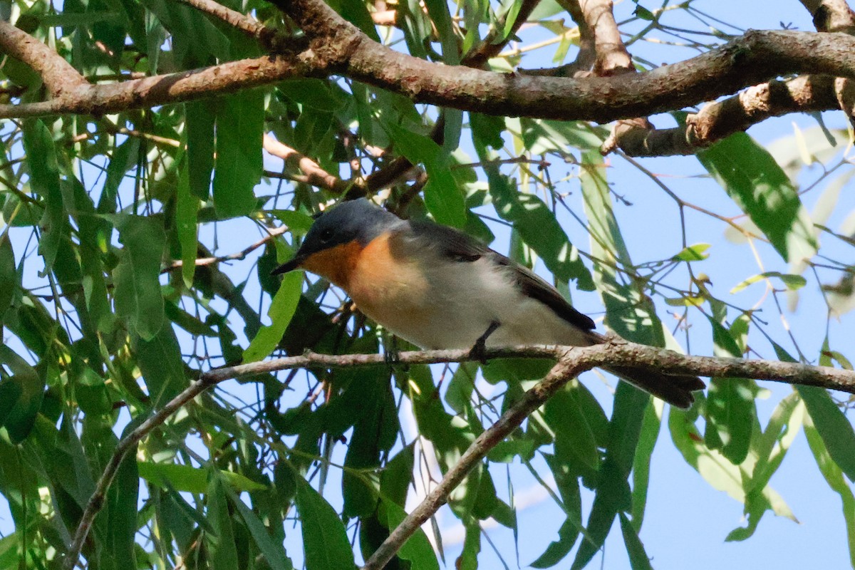 Leaden Flycatcher - ML631029772