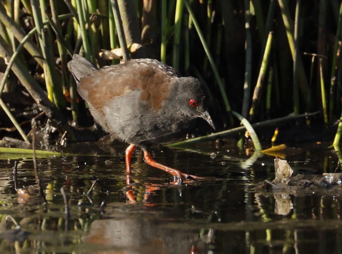 Spotless Crake - ML631029773