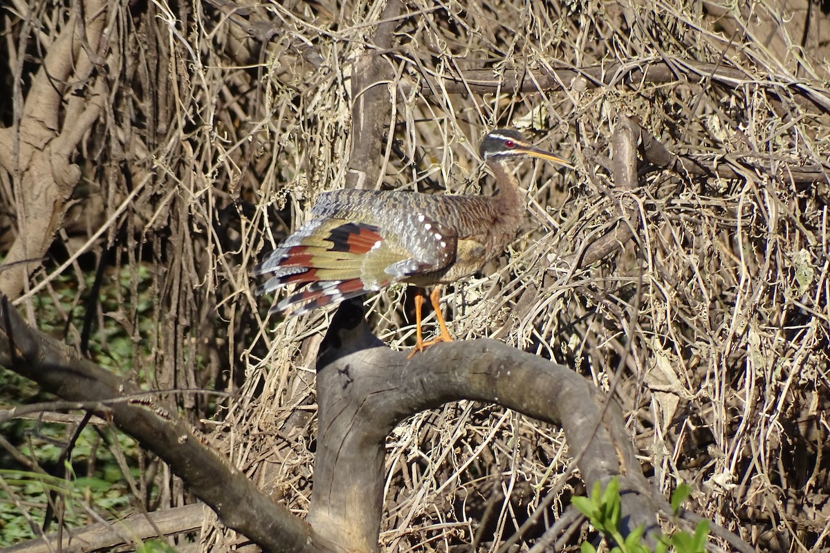 Sunbittern - ML631029819