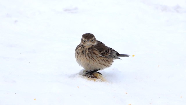 American Pipit - ML631029830
