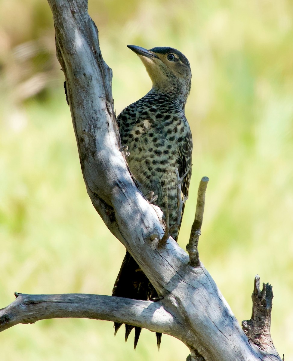 Chilean Flicker - ML631029939