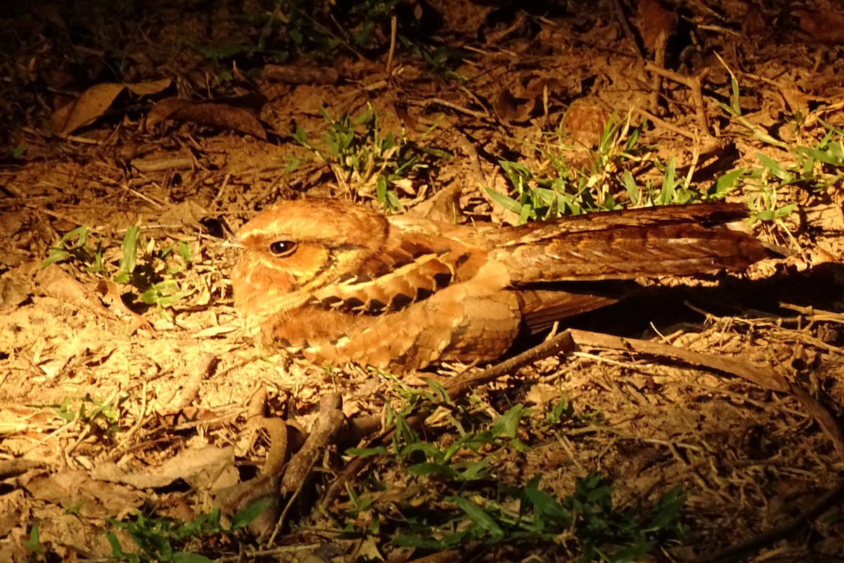 Common Pauraque - ML631030337