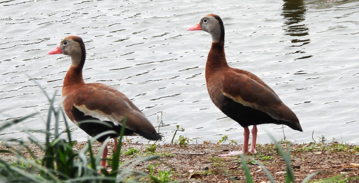 Black-bellied Whistling-Duck - ML631030365
