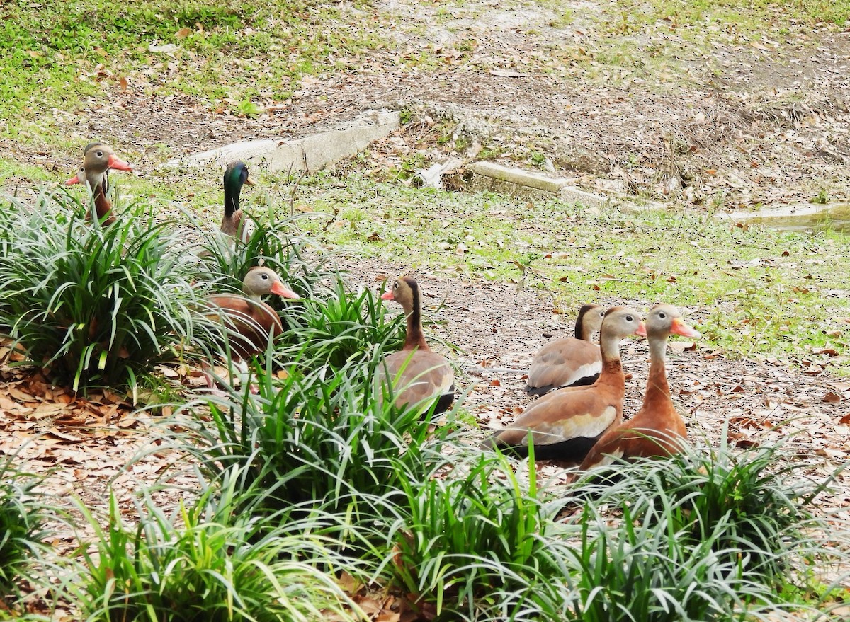 Black-bellied Whistling-Duck - ML631030367