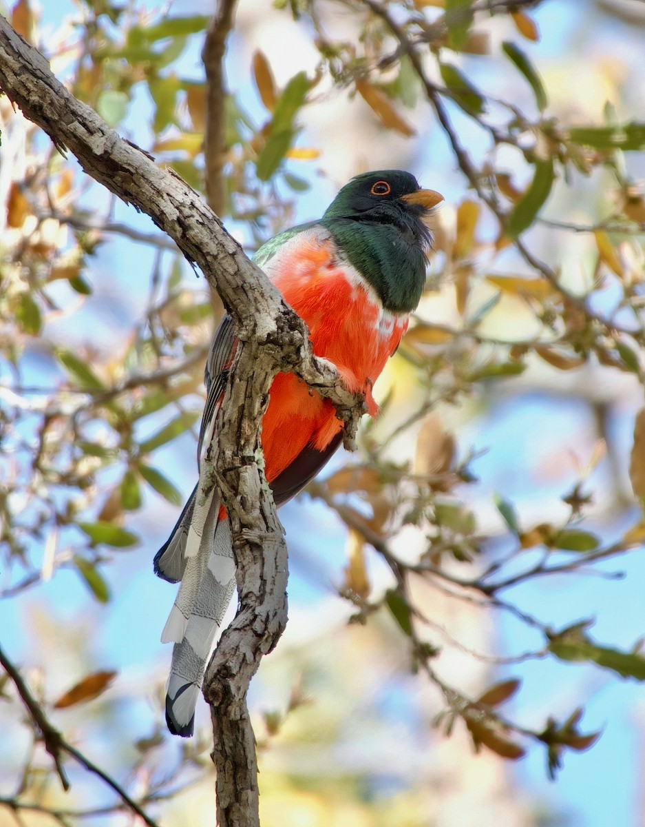 Coppery-tailed Trogon - ML631030397