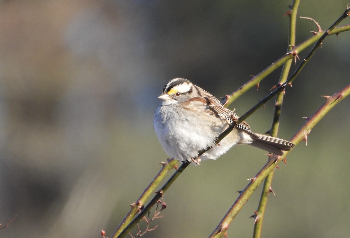 White-throated Sparrow - ML631030599