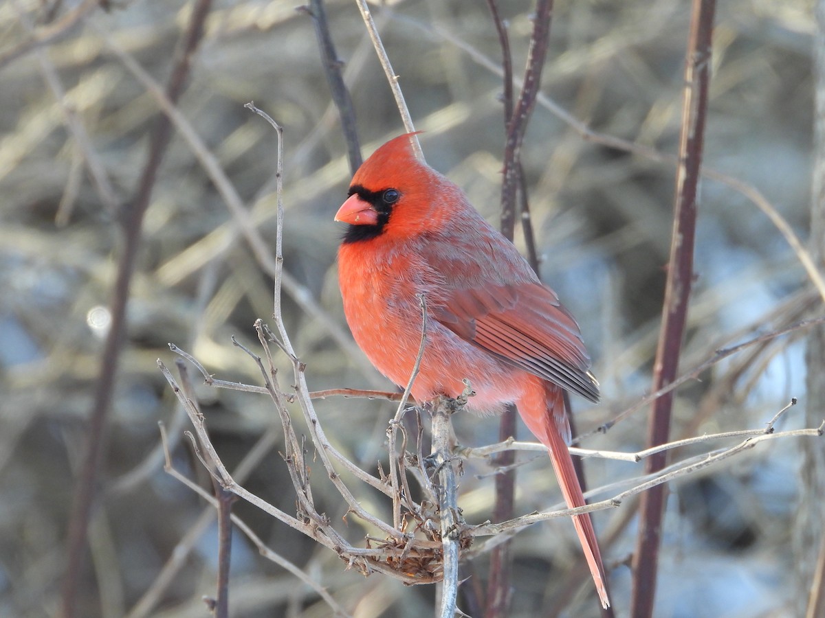Northern Cardinal - ML631030613