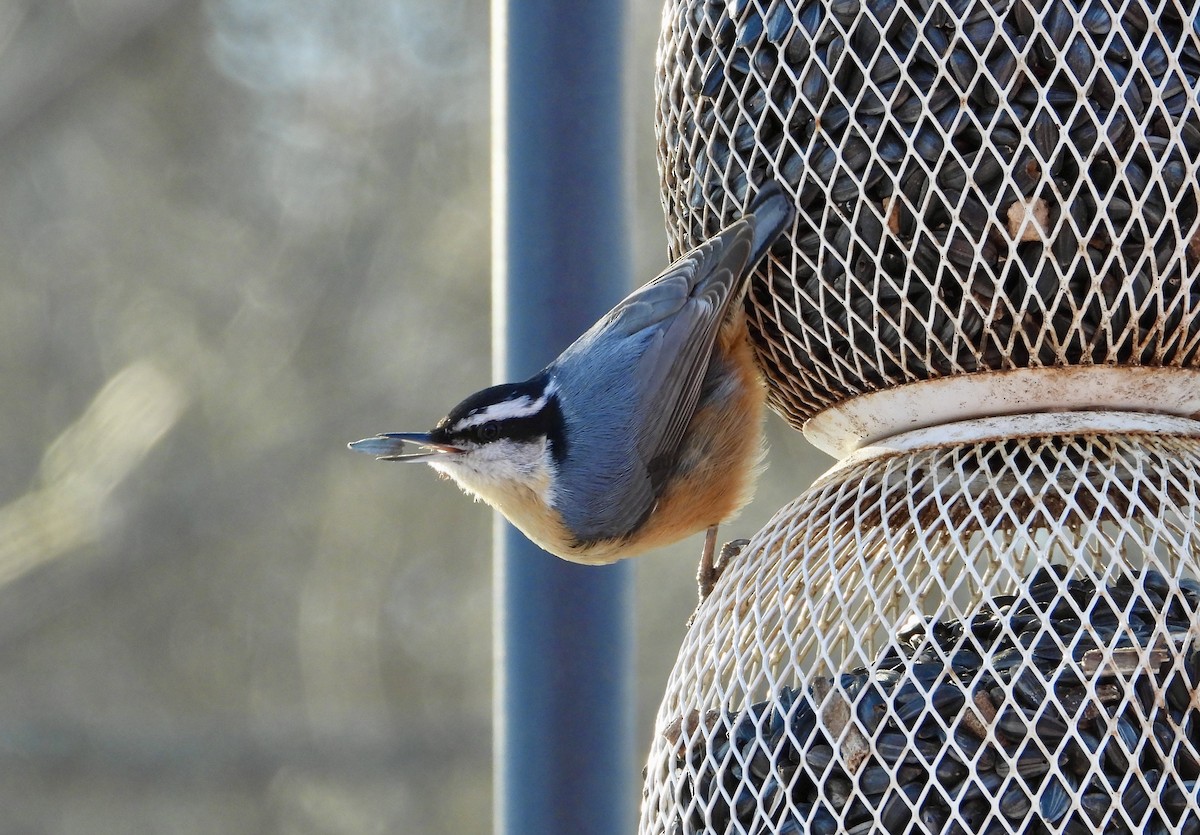 Red-breasted Nuthatch - ML631030624