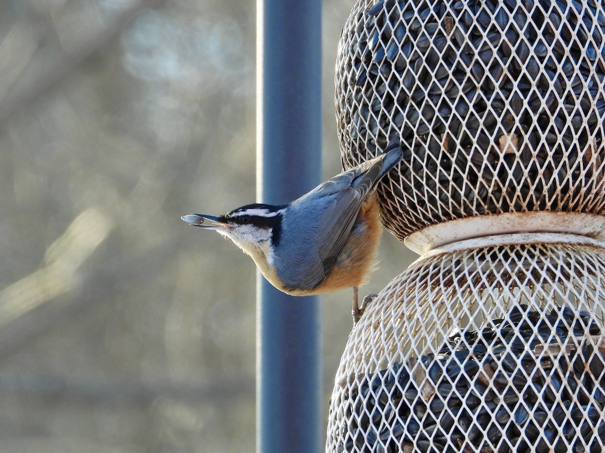 Red-breasted Nuthatch - ML631030625